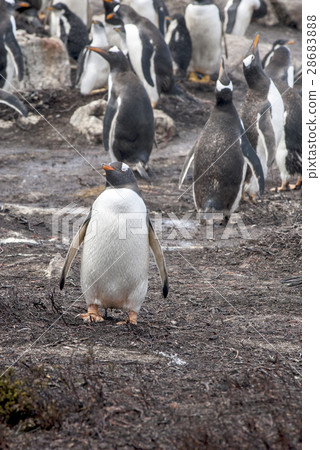 Gentoo Penguin Colony 28683888
