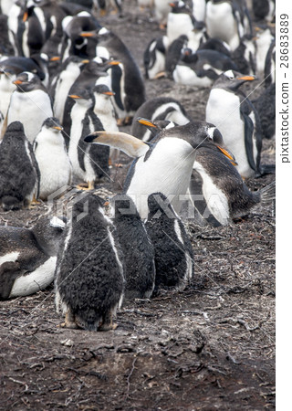 Gentoo Penguin Colony Gentoo Penguin Colony 28683889
