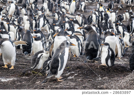 Gentoo Penguin Colony 28683897