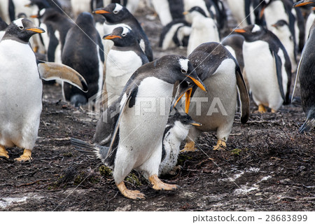 Gentoo Penguin Colony 28683899