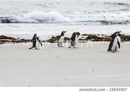 Penguins - Magellan and Gentoo 28683907