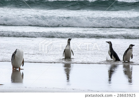 Penguins - Magellan and Gentoo Penguins - Magellan and Gentoo 28683925
