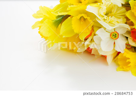 Fresh spring daffodils Fresh spring daffodils 28684753