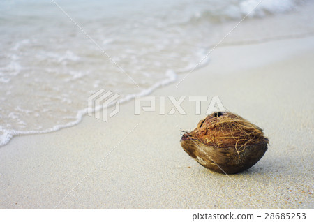 Brown coconut at beach Brown coconut at beach 28685253