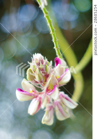 Silky Afgekia 28685254