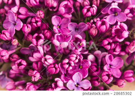 background filled with close up beautiful pirple 28685302