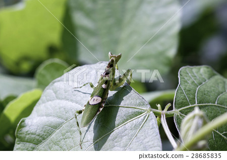 Mantodea 28685835