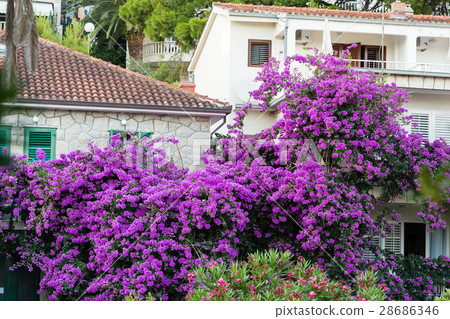 Villa in flowers on the adriatic coast. Villa in flowers on the adriatic coast. 28686346