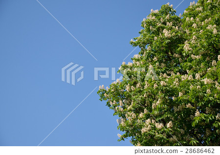 Tree Top and Clear Sky 28686462