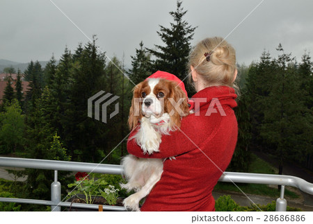 Cavalier King Charles Spaniel in Woman's Arms 28686886