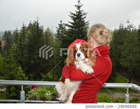 Cavalier King Charles Spaniel Dressed in Raincoat, in Woman's Arms 28686888