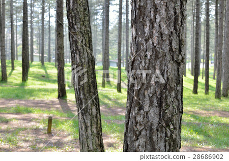 Tree Trunks in Forest Tree Trunks in Forest 28686902