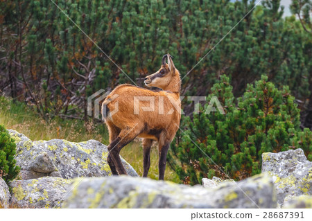 Chamois (Rupicapra Carpatica) in High Tatras 28687391