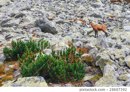 Chamois (Rupicapra Carpatica) in High Tatras 28687392
