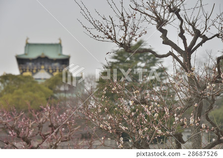Plums with powerful branches and Osaka castle castle tower 28687526