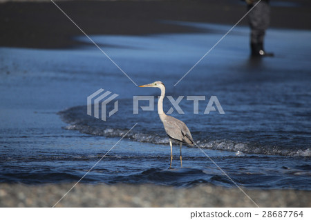Gray heron Gray heron 28687764