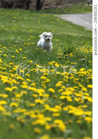 蒲公英和馬丁內斯 蒲公英和馬丁內斯 28688181