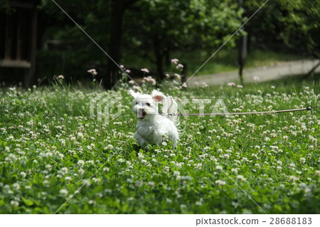 白三葉草和馬耳他 白三葉草和馬耳他 28688183