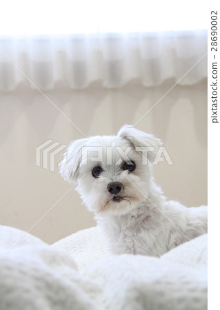 馬丁內斯在窗邊 28690002