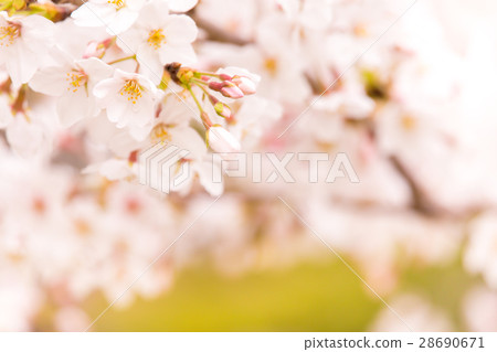 Sakura in full bloom · Yoshino cherry tree 28690671