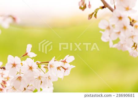 盛開的櫻花·吉野櫻花 28690681