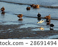 Avocet 28691494