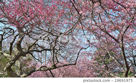Plum 19 Plum 19 28691973