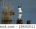 Sorghre 28692011