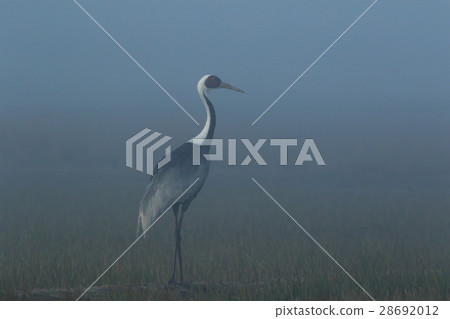 Crane 28692012