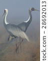 Crane 28692013