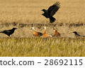 Red crow and crow 28692115