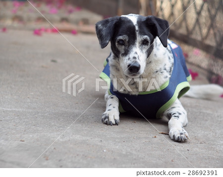 black and white dalmatian dog wears blue dog shirt black and white dalmatian dog wears blue dog shirt 28692391