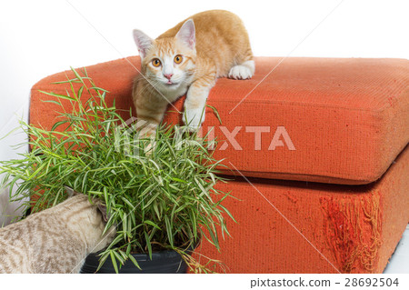 Kittens eating bamboo leaves on orange fabric sofa 28692504