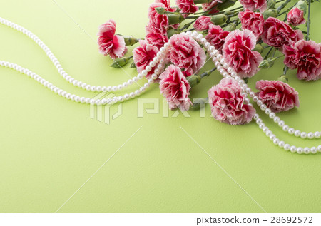 Carnation  28692572