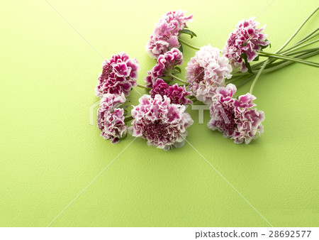 Spring flower image 28692577