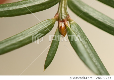 Nature plant Kaya, state of the branch of February. Dark green leaves and shiny brown leaf buds Nature plant Kaya, state of the branch of February. Dark green leaves and shiny brown leaf buds 28692753