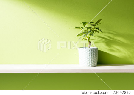 Image of green wall and shelf Image of green wall and shelf 28692832