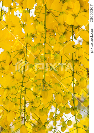 yellow Flowers of Golden Shower Tree in summer. 28693367