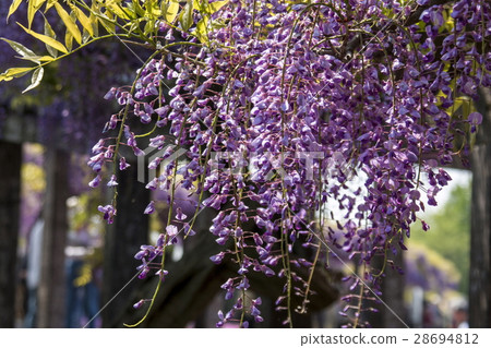 紫藤格子 28694812