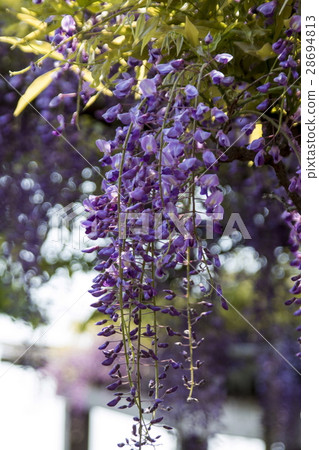 紫藤格子 28694813