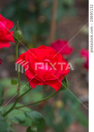 Red rose flowers Red rose flowers 28695132