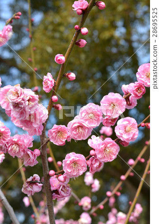 Sakuri Bairin Sakuri Bairin 28695525