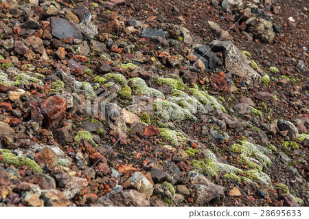 Frozen volcanic emissions covered with moss. North 28695633