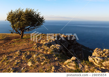 Lonely tree background of the Black Sea at sunrise 28695654