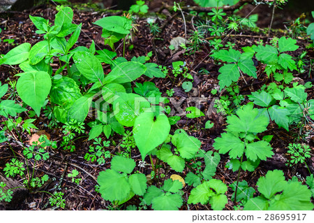 Fresh green Fresh green 28695917