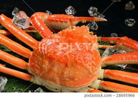 Snow crab Snow crab 28695966