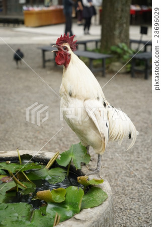 Chicken Chicken 28696029