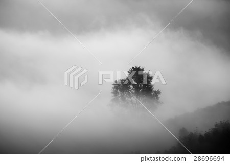 Sea of clouds with tree in mist Sea of clouds with tree in mist 28696694