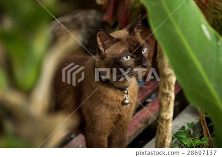Thai cat 28697137