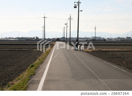 Dog-walking Dog-walking 28697164